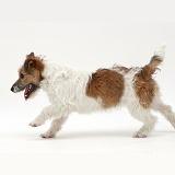 Jack Russell Terrier running across