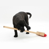 Black Labrador pup playing with a child's broom