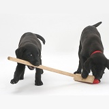 Two Black Labrador pups playing with a child's broom
