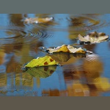 Autumn reflections with drip rings and floating leaves