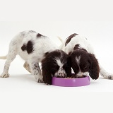 English Springer Spaniel pups eating from a bowl