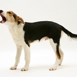 Tricolour Border Collie pup standing barking