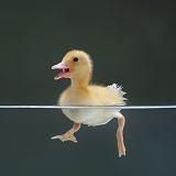 Duckling swimming on the surface