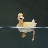 Duckling swimming on the surface