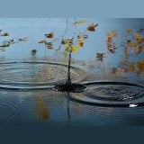 An acorn splashes into a woodland pool