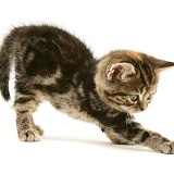 Tabby-tortoiseshell British Shorthair kitten stretching