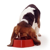 Basset Hound pup eating from a bowl