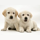 Two Goldador pups
