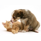 Border Collie pup licking ginger kitten