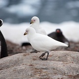 Snowy Sheathbills