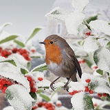 Robin on snowy Holly berries