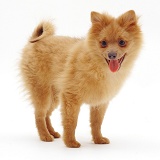 Pomeranian puppy