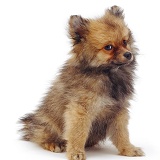 Pomeranian puppy