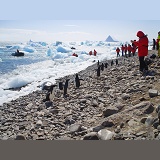 Adelie Penguins and tourists
