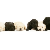 Six Sleepy black and yellow Goldador pups