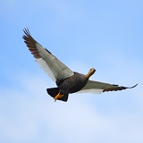 Upland Goose in flight