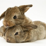 Baby rabbits