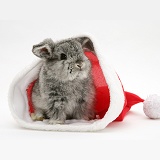 Silver baby rabbit in a Santa hat