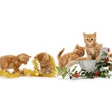 Ginger kittens and festive sledge, holly and tinsel