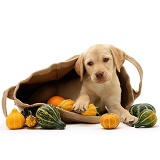 Yellow Retriever in a bag of gourds