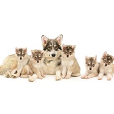 Utonagan mother with five puppies