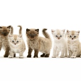 Five Birman-cross kittens