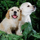 Labrador puppies among bracken