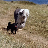 Black Pug with Old English Sheepdog