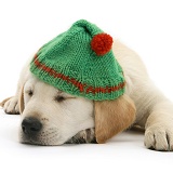 Yellow Labrador puppy asleep wearing a hat