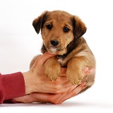 Lakeland Terrier x Border Collie pup in owner's hands