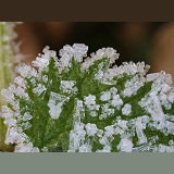 Frost crystals on a nettle leaf