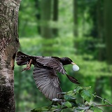Starling leaving nest with eggshell