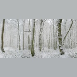 Oak woodland with snow