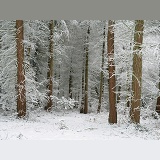 Coniferous forest with snow