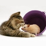 Kitten playing with hamster in a toy bucket