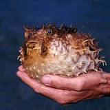 Pufferfish in hands