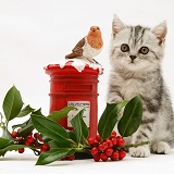 Silver tabby kitten with festive toy post box and holly