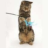 Tabby cat playing with a feather duster
