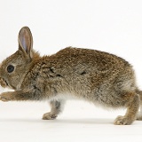Baby European Rabbit