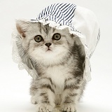 Silver tabby kitten in a baby's sun hat