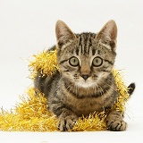 Brown tabby kitten with gold tinsel