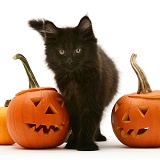 Black Maine Coon kitten with Halloween Pumpkins