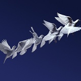 White Dove in flight