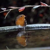 European Robin about to have a bathe