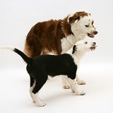 Border Collie snarling at a pup