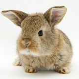 Baby agouti Lop rabbit