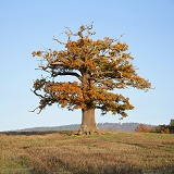 Ockley Oak - Autumn 2006