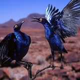 Purple Glossy Starlings