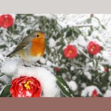 European Robin on snowy red Camellia
