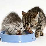 Silver and brown tabby kittens scoffing their food